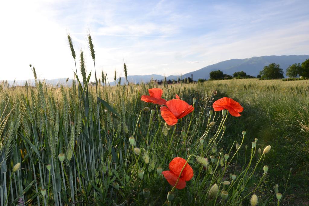 Bed And Breakfast Villa Novella Crocetta del Montello Exterior foto